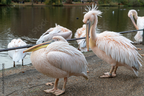 Pelicanes in London park standing by pool side