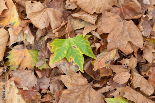 Dry autumn leaves background