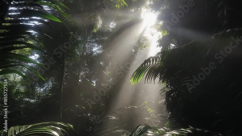 Ethereal Sunbeams Illuminating Dense Tropical Rainforest Canopy and Undergrowth