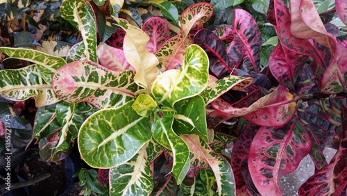 Colorful Croton Plant Leaves with Natural Patterns