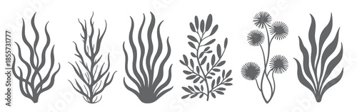 six gray silhouette botanical illustrations seaweed aquatic