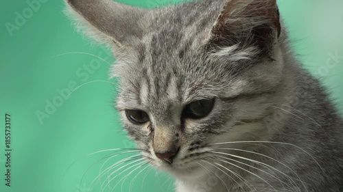 Kitten Portrait Gray Stripes Looking Down
