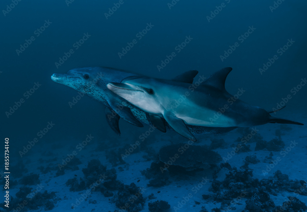 Fototapeta premium Two dolphins swimming in the ocean