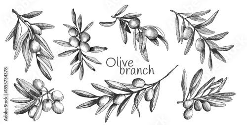 Olive branch sketch set with hand drawn botanical illustrations. Vintage engraved style olives and leaves in black line art. Mediterranean plant elements for organic food label or menu design.