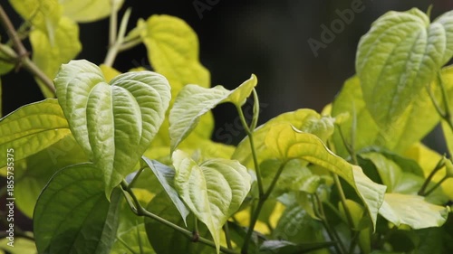 Betel leaves (Pipier betle) in the wind.