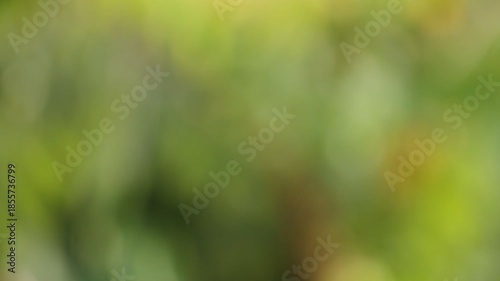 Motion of blurred and unfocused tree leaves and branches in the wind.