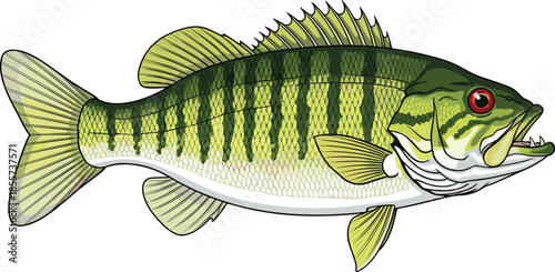 Detailed green largemouth bass fish vector illustration with stripes and red eye isolated on white background for fishing sports and aquatic nature design