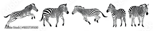 set of zebras silhouette isolated on a white background