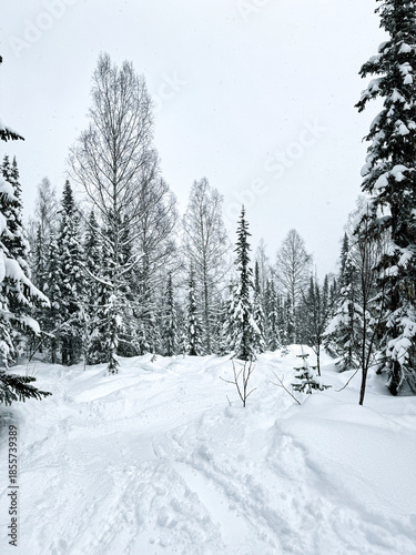 Winter forest with snow covered pines and distant slopes