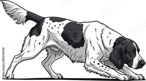 Large Münsterländer dog crouched alert focused hunting stance