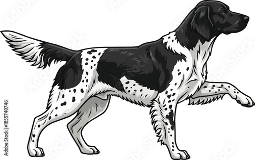 Large Münsterländer dog standing classic pointing stance