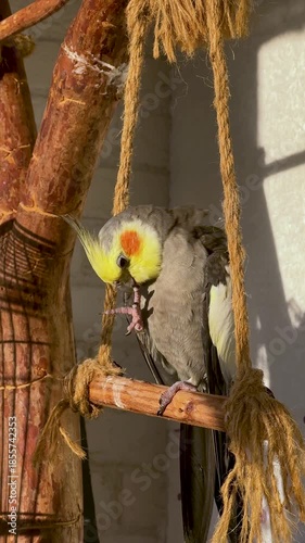 Cockatiel cleaning claws while perched on wooden swing in cozy indoor setting
