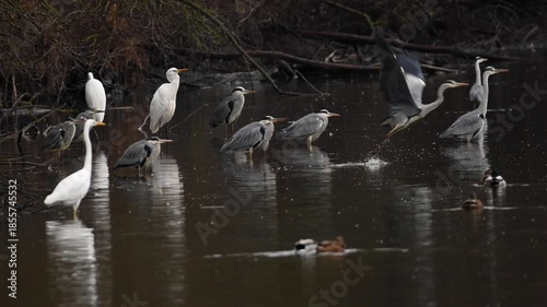 Grey herons and great egrets standing in shallow water on a lake
