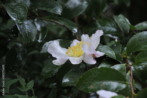 雨に濡れた花　山茶花