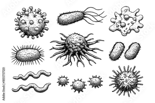 Microscopic organisms in a black and white illustration