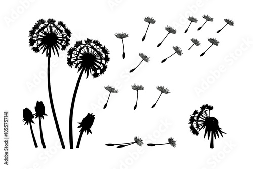 Dandelion seeds dispersing in the dark