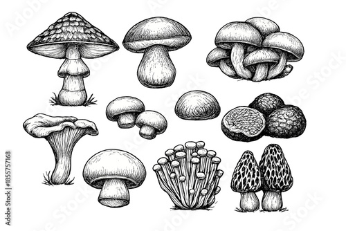 Collection of Hand-Drawn Mushrooms in Black and White