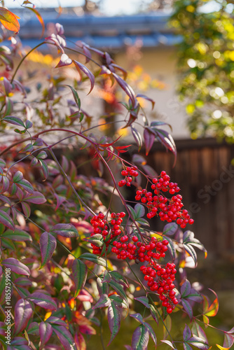 南天の実　2025年12月6日 撮影（奈良市）