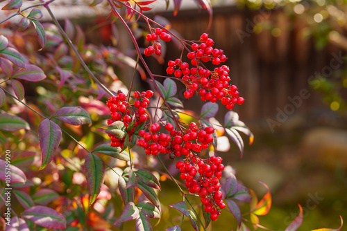 南天の実　2025年12月6日 撮影（奈良市）