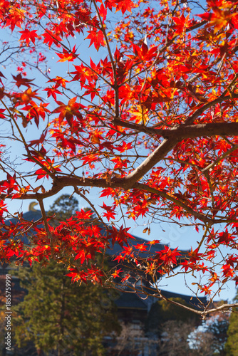紅葉した楓と寺院 2025年12月6日 撮影（奈良市）