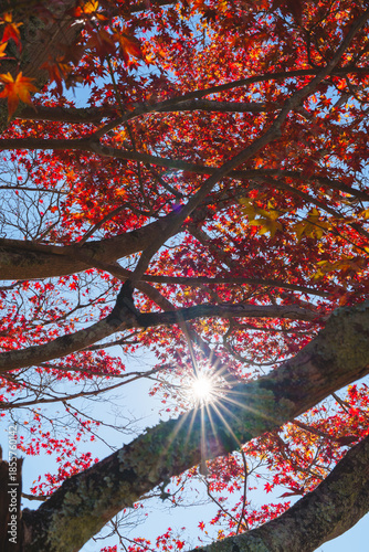 紅葉した楓と太陽 2025年12月6日 撮影（奈良市）