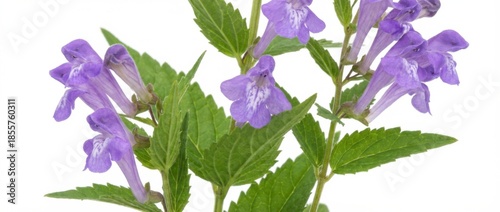 skullcap herb with delicate purple flowers isolated on white background in professional studio lighting showcasing detailed leaves and blossoms for botanical or medicinal use
