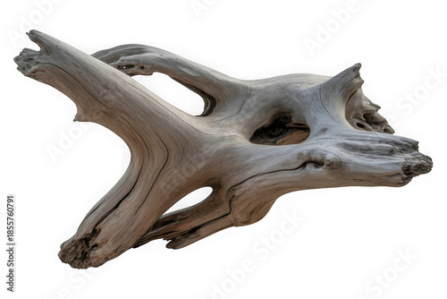 A gnarled piece of weathered driftwood with intricate details isolated on a white background isolated on transparent background