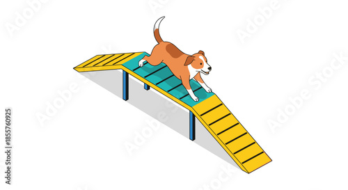 Enthusiastic brown and white dog runs down a yellow and blue agility ramp as part of a professional training or competition.