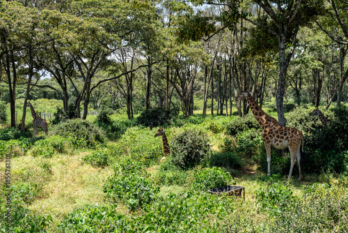Kenya's Giraffe Center, where you can feed giraffes