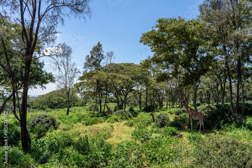 Kenya's Giraffe Center, where you can feed giraffes