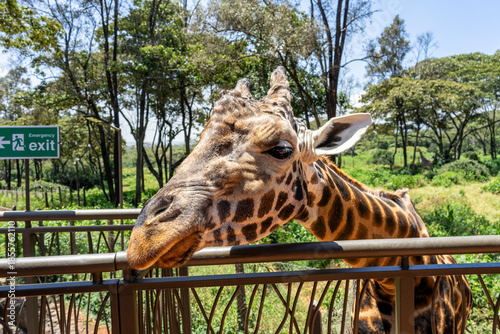 Kenya's Giraffe Center, where you can feed giraffes