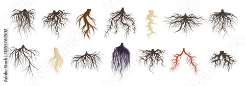 plants roots systems growing fibrous trees roots