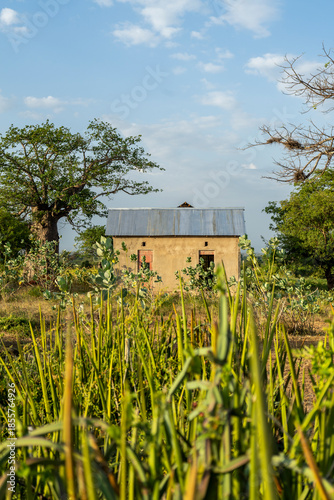 An old baobab tree in the Kenyan fields