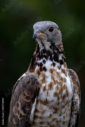 The crested honey buzzard