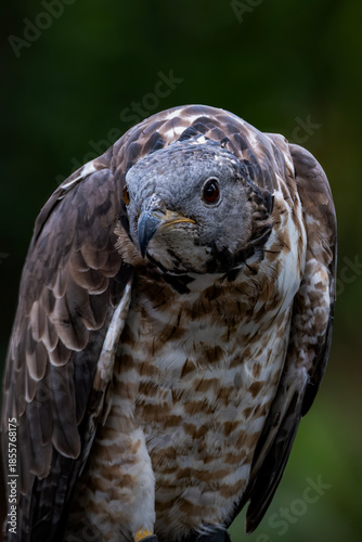 The crested honey buzzard