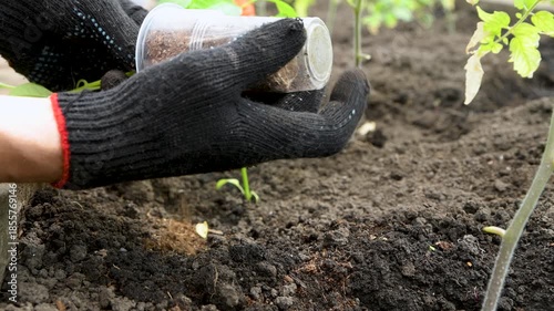 Man plants a pepper seedling in open ground. Growing plants in the country. Vegetable growing.