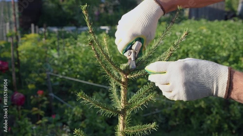 Spruce top pruning to correct and control growth. A man trims the tree's crown with a pruning shear.