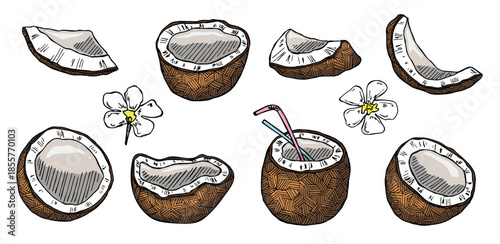 Set of coconut cliparts. Hand drawn nut icon. Tropical illustration. For print, web, design, decor