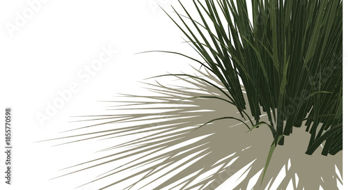 ornamental grass vector illustration casting long shadow on white background for landscape design gardening catalog and eco branding layouts