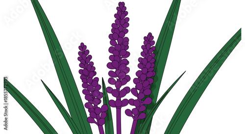 purple liriope muscari flower illustration with long green leaves isolated on white background for botanical design gardening labels and natural product packaging