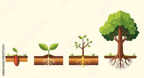 plant growth stages infographic showing seed to mature tree evolution with roots in soil layers ideal for education ecology and business growth