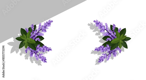 lavender herb border illustration with two floral bouquets casting shadows on white background for packaging labels and cosmetic branding