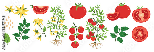 red tomato fruits plant and seeds blossoms and branches