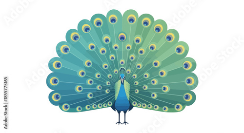 Stylized illustration of a peacock with vibrant, detailed feather display showcasing elegance and