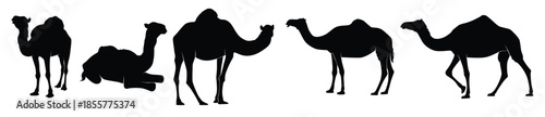 set of camels silhouette isolated on a white background