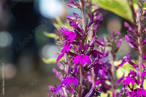Close up of a purple hadspen purple cardinal flower (lobelia cardinalis) in bloom