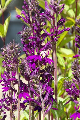 Close up of purple hadspen purple cardinal flowers (lobelia cardinalis) in bloom