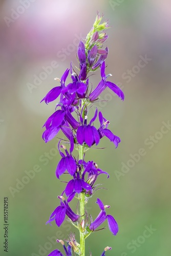 Close up of a purple cardinal flower (lobelia cardinalis) in bloom