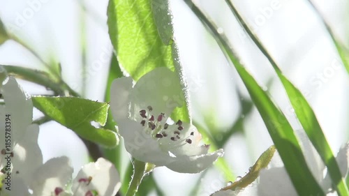 Flowering Branch of Apple Tree. Everything is covered with dew drops. lightweight pollen in the air. The camera slowly moves to the right. Slow Motion