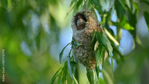 Penduline tit constructing a hanging nest in a tree